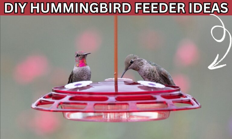 DIY Hummingbird Feeder Ideas