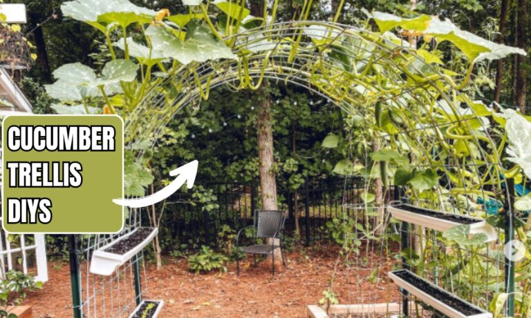 Cucumber Trellis DIY Ideas
