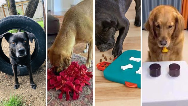 25 Brain Games for Dogs for 2026